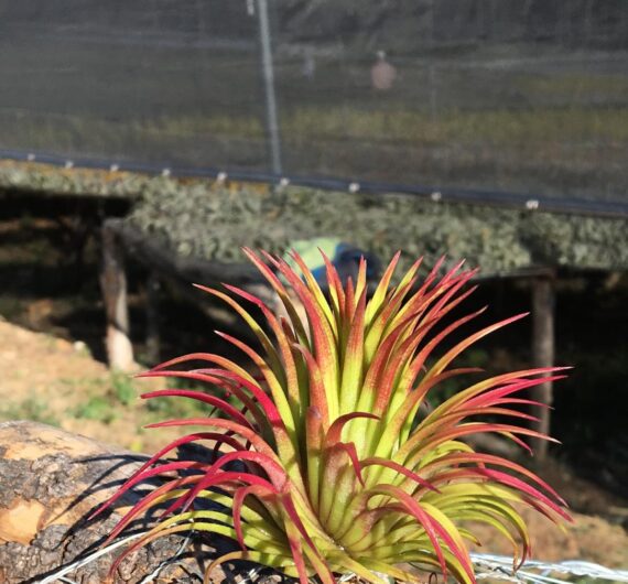 Tillandsia rubra change colors