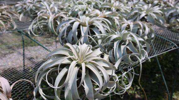 Tillandsia Xerographica