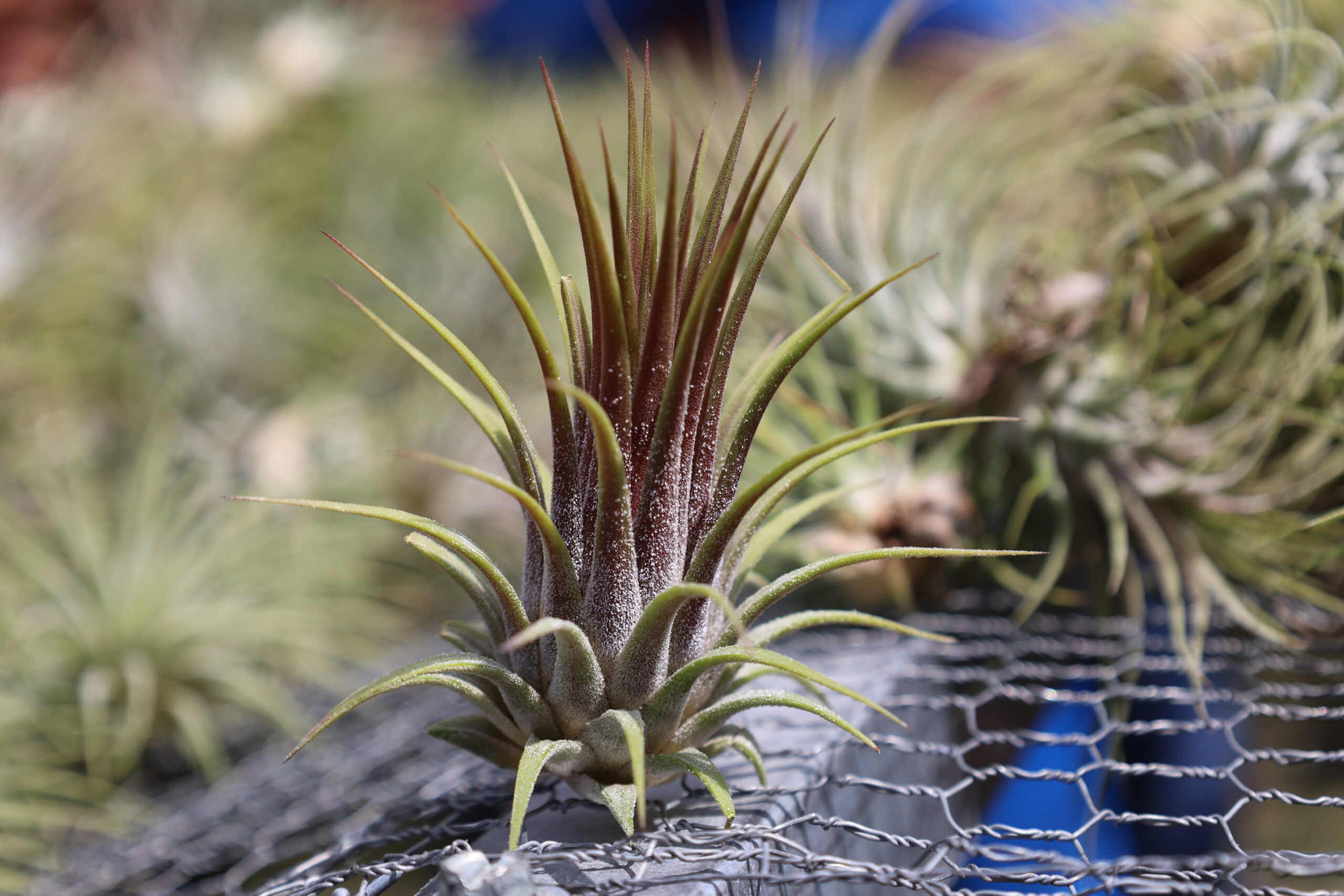 Tillandsia Ionantha var. Ionantha - Air Plants World
