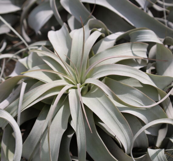 TILLANDSIA XEROGRAPHICA