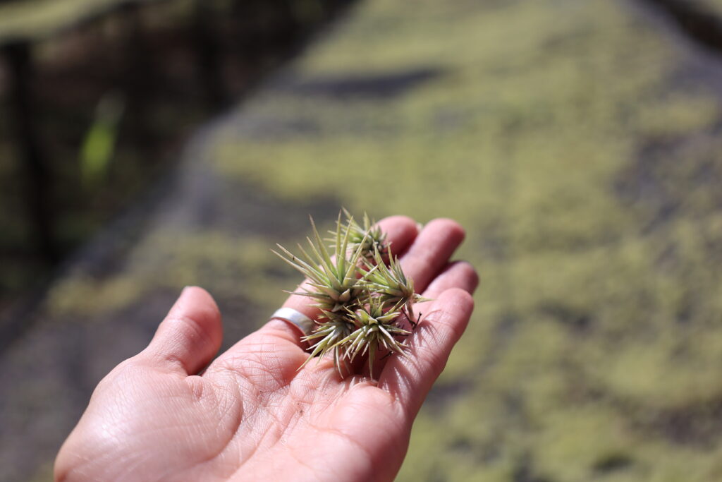 XEROGRPAHICA SEEDS