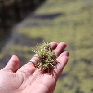 XEROGRPAHICA SEEDS