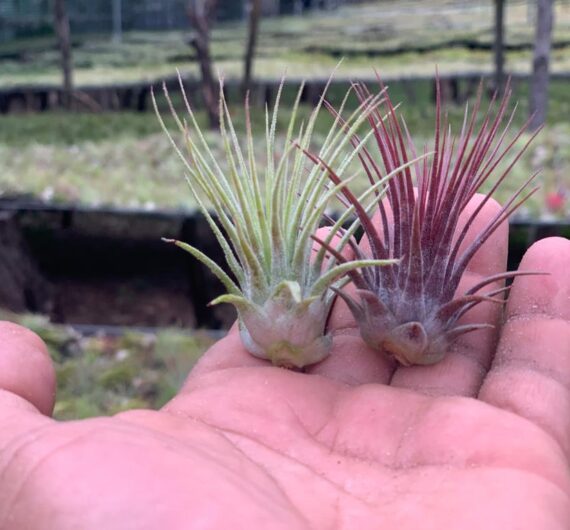 TILLANDSIA IONANTHA