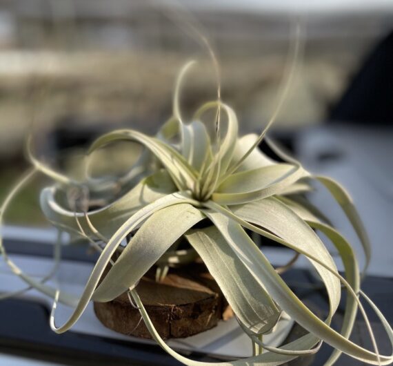 TILLANDSIA XEROGRAPHICA