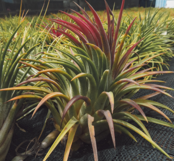 Ionantha Var Rubra tillandsia