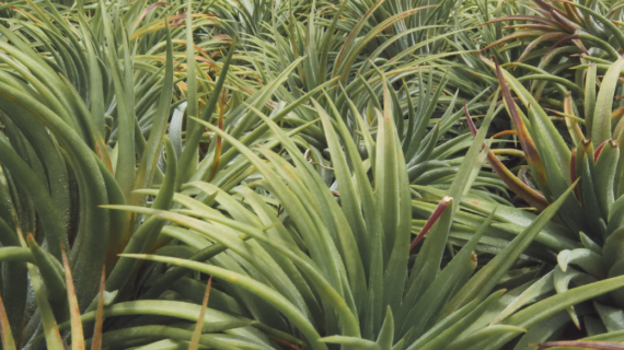 Ionantha Var Rubra tillandsia