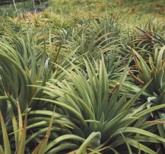 Ionantha Var Rubra tillandsia