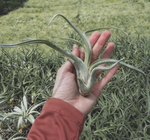 TILLANDSIA CAPUT MEDUSAE