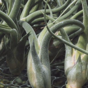 TILLANDSIA CAPUT MEDUSAE