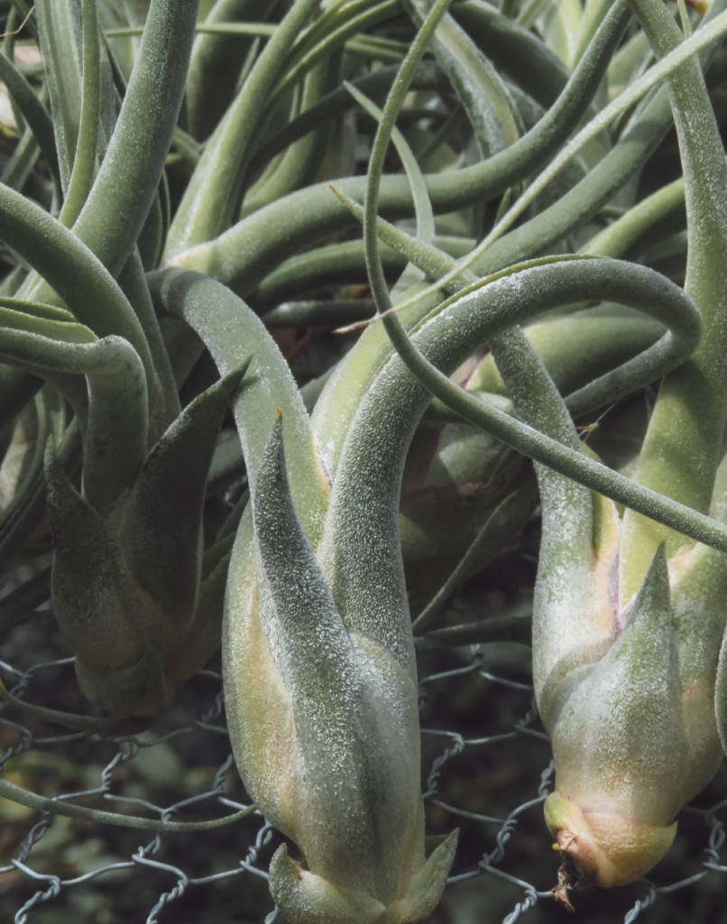 TILLANDSIA CAPUT MEDUSAE