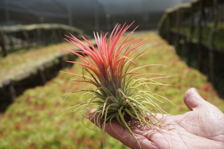 TILLANDSIA IONANTHA