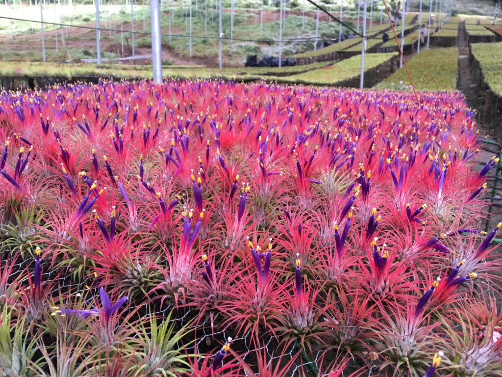 IONANTHA VAR IONANTHA BLOOM