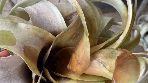 TILLANDSIA ROT