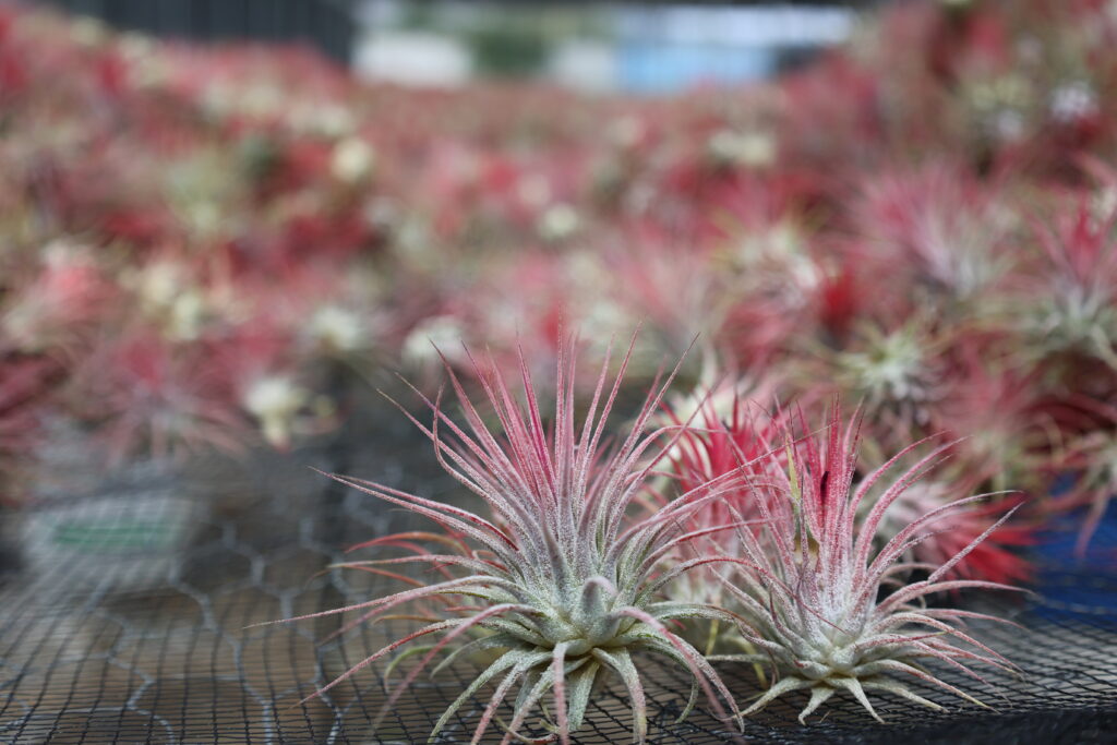 IONANTHA VAR IONANTHA