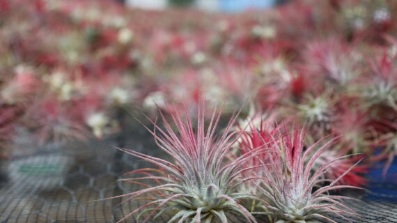 IONANTHA VAR IONANTHA