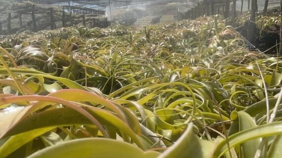 Xerographica Tillandsia