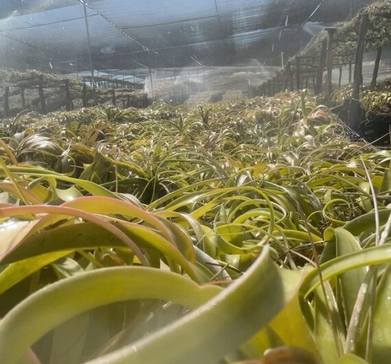 Xerographica Tillandsia