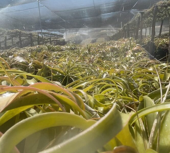 Xerographica Tillandsia