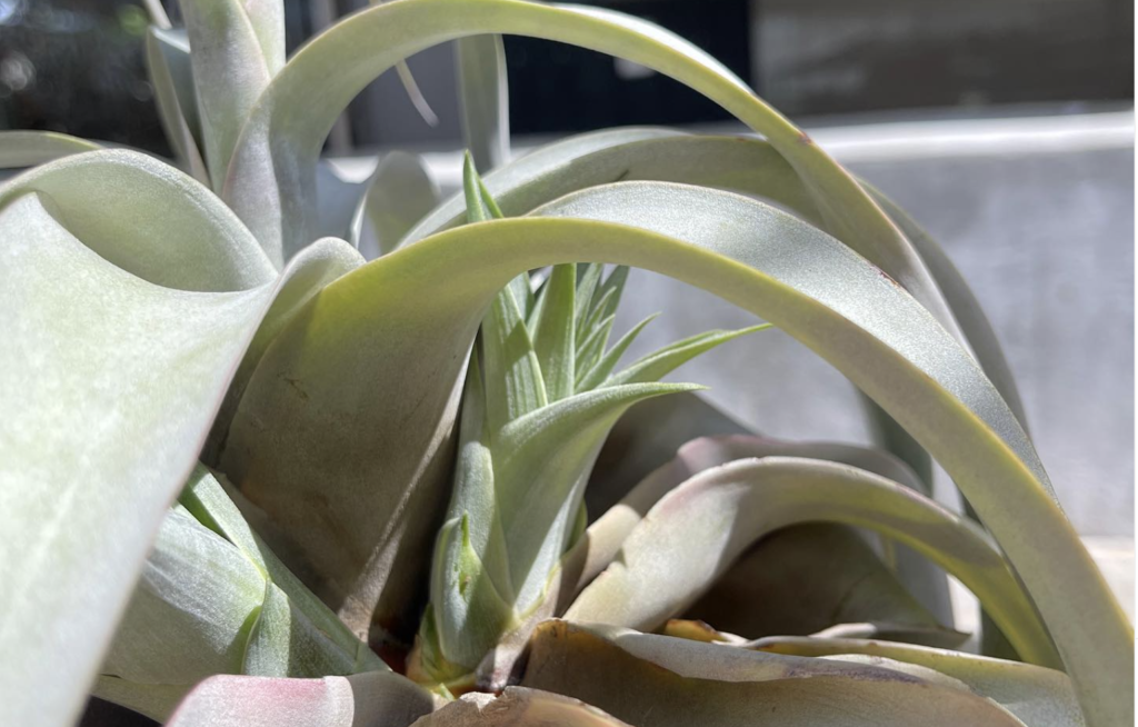 PUP XEROGRAPHICA TILLANDSIA