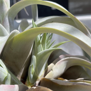 PUP XEROGRAPHICA TILLANDSIA