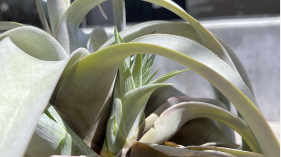 PUP XEROGRAPHICA TILLANDSIA