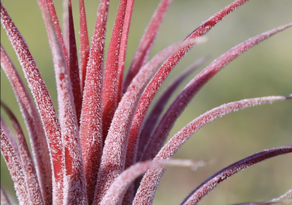 Ionantha thricomes