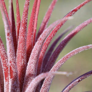 Ionantha thricomes