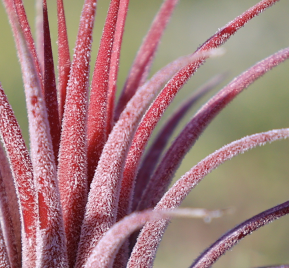 Ionantha thricomes