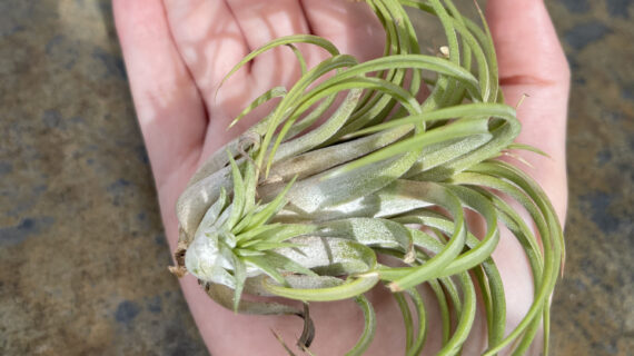 IONANTHA PUMP