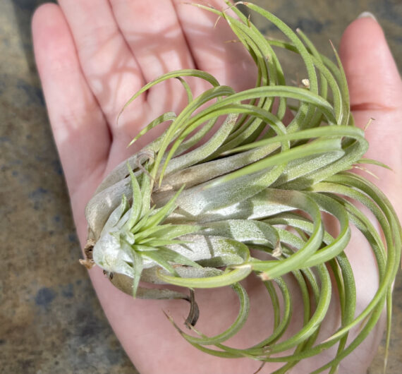 IONANTHA PUMP