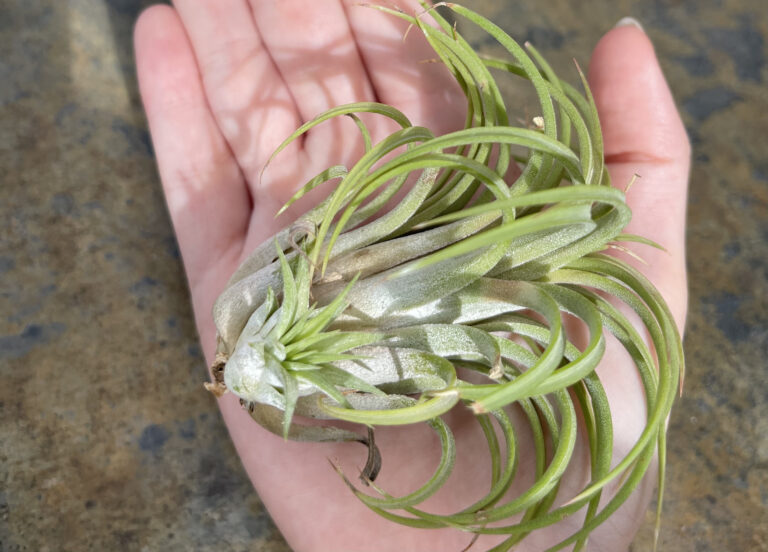 IONANTHA PUMP