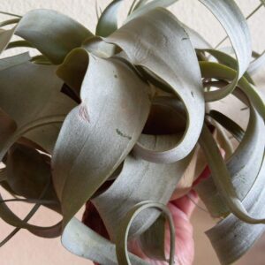 TILLANDSIA Dehydration