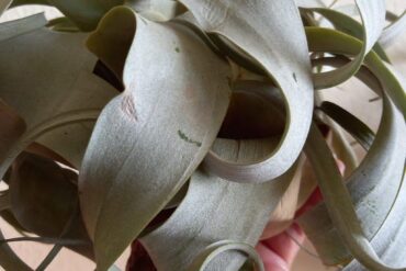 TILLANDSIA Dehydration