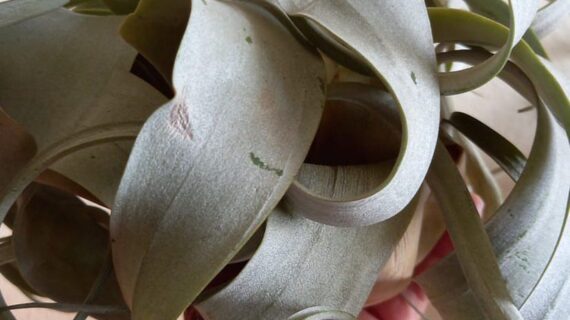TILLANDSIA Dehydration