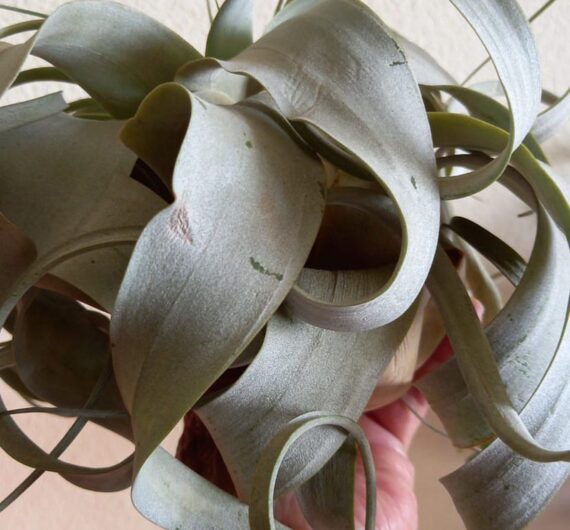 TILLANDSIA Dehydration