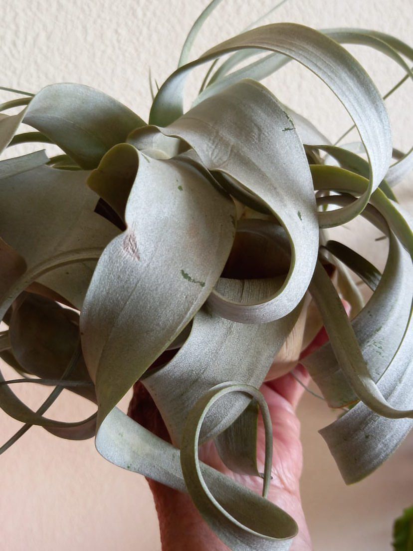 TILLANDSIA Dehydration