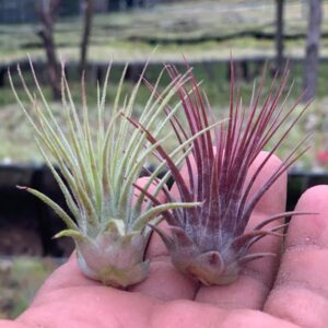 Tillandsia Ionantha change colors