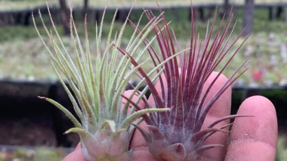 Tillandsia Ionantha change colors