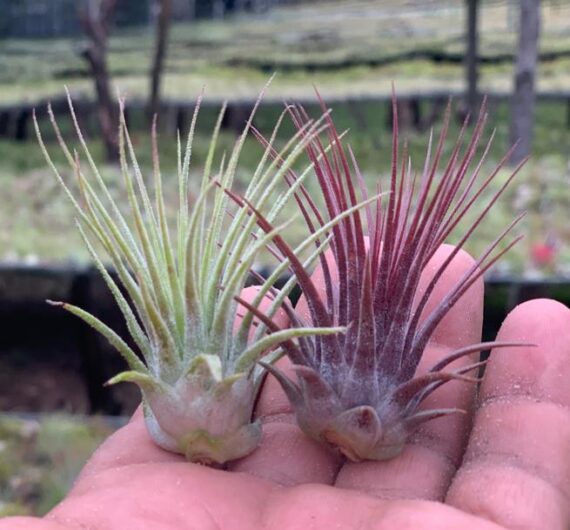 Tillandsia Ionantha change colors