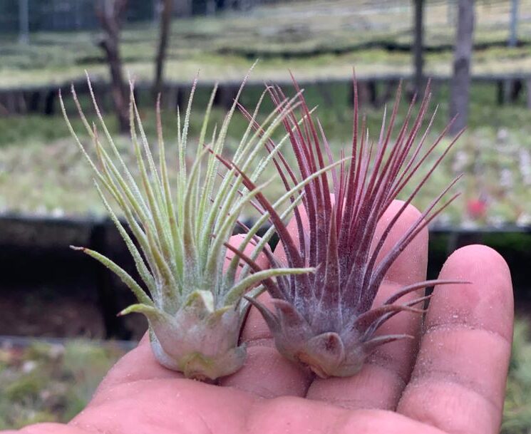 Tillandsia Ionantha change colors