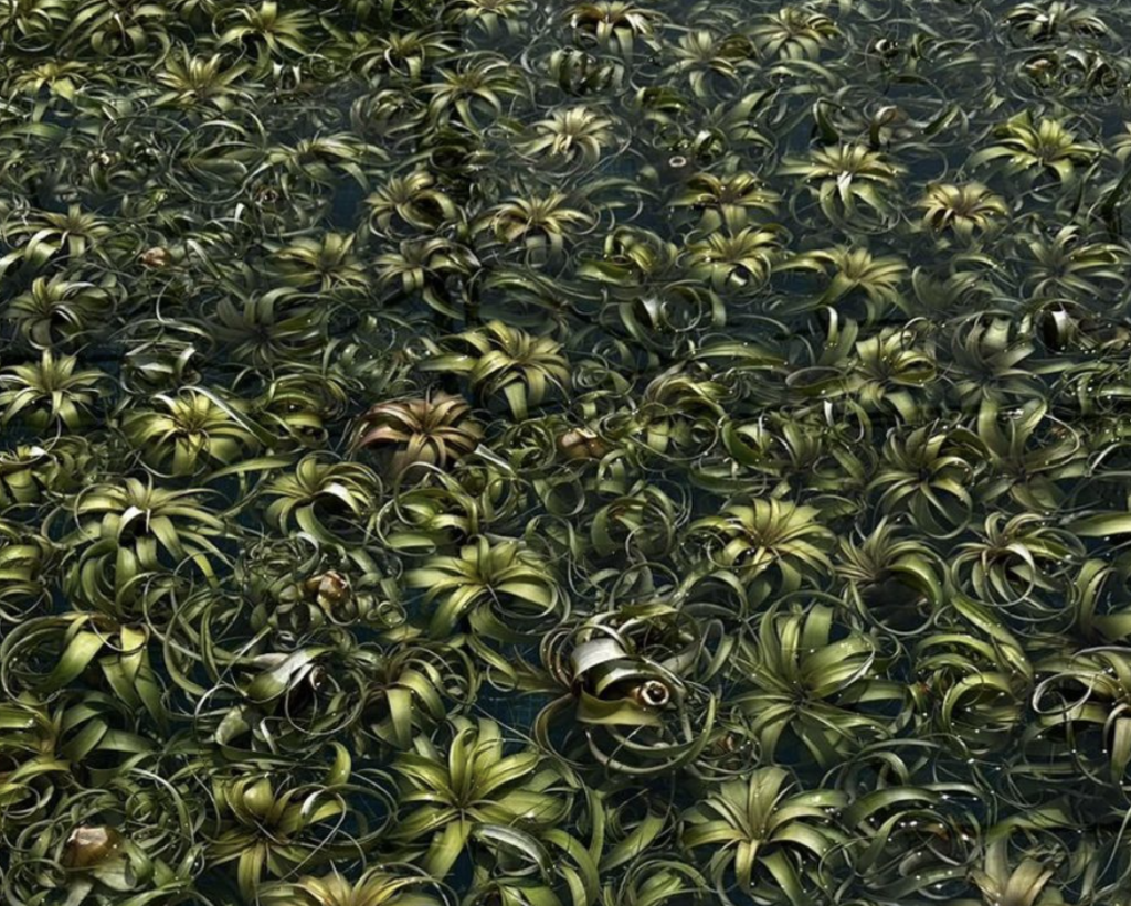 Xerographica in a pool