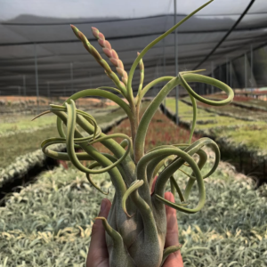 Caput Medusae