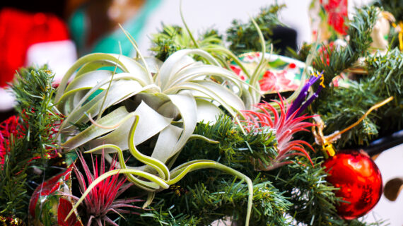 Xerographica Christmas