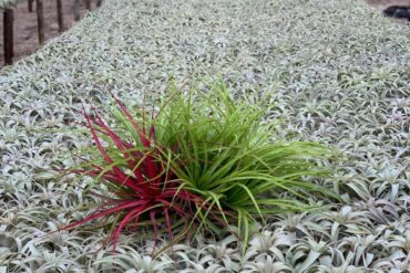 IONANTHA TILLANDSIA XEROGRAPHICA