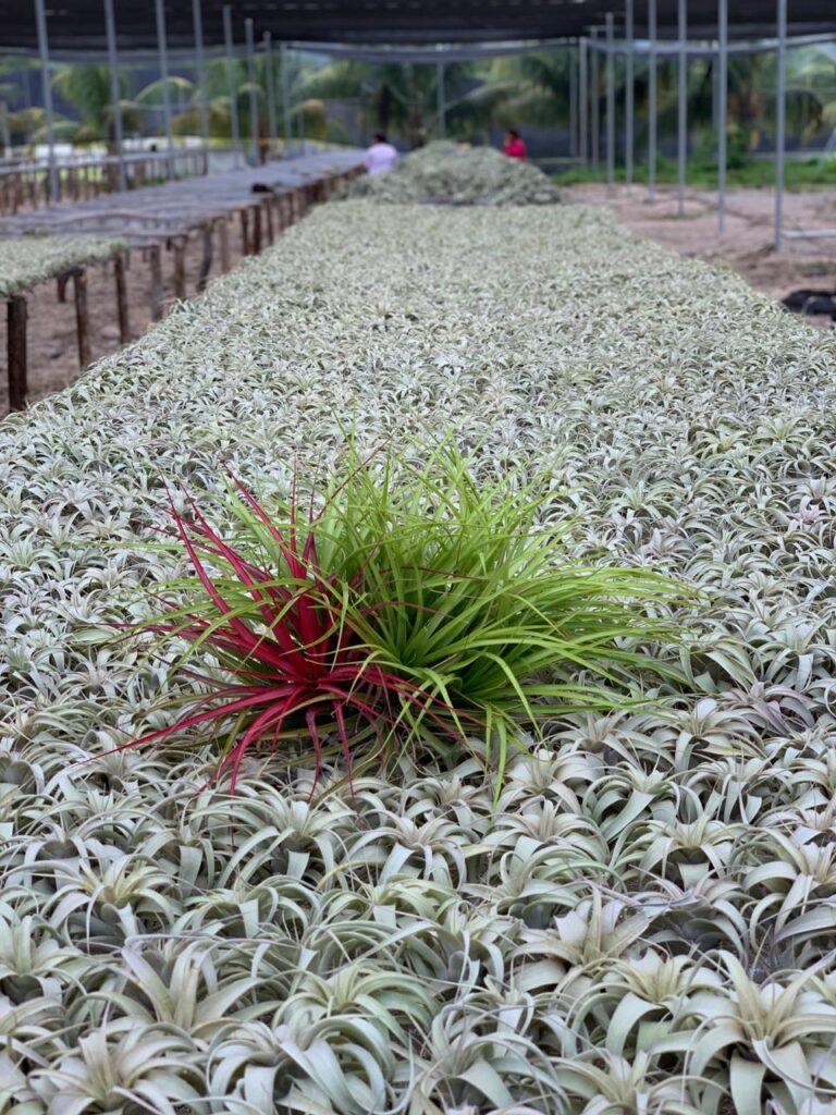 IONANTHA TILLANDSIA XEROGRAPHICA