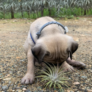 Pug with airplant