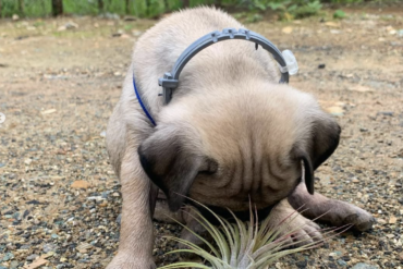 Pug with airplant