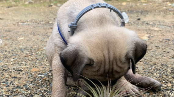 Pug with airplant