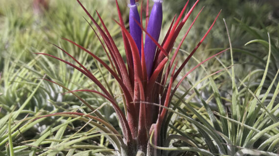 IONANTHA RUBRA BLOOM