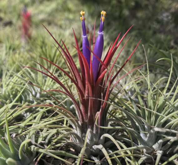 IONANTHA RUBRA BLOOM